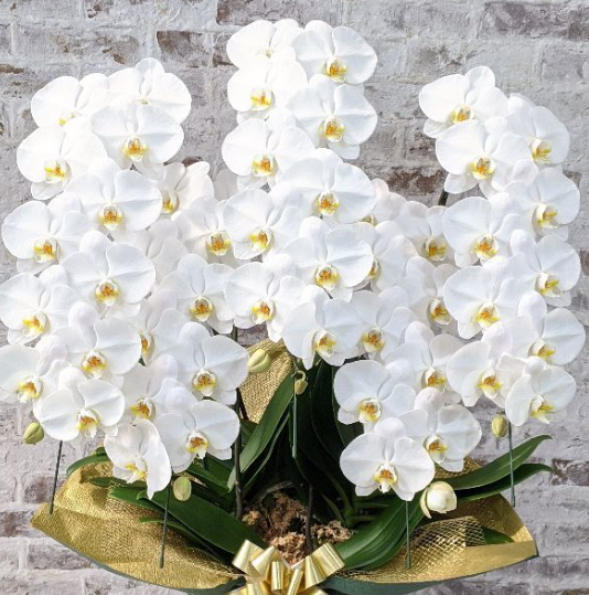 開店祝いの胡蝶蘭はクマサキ洋ラン農園